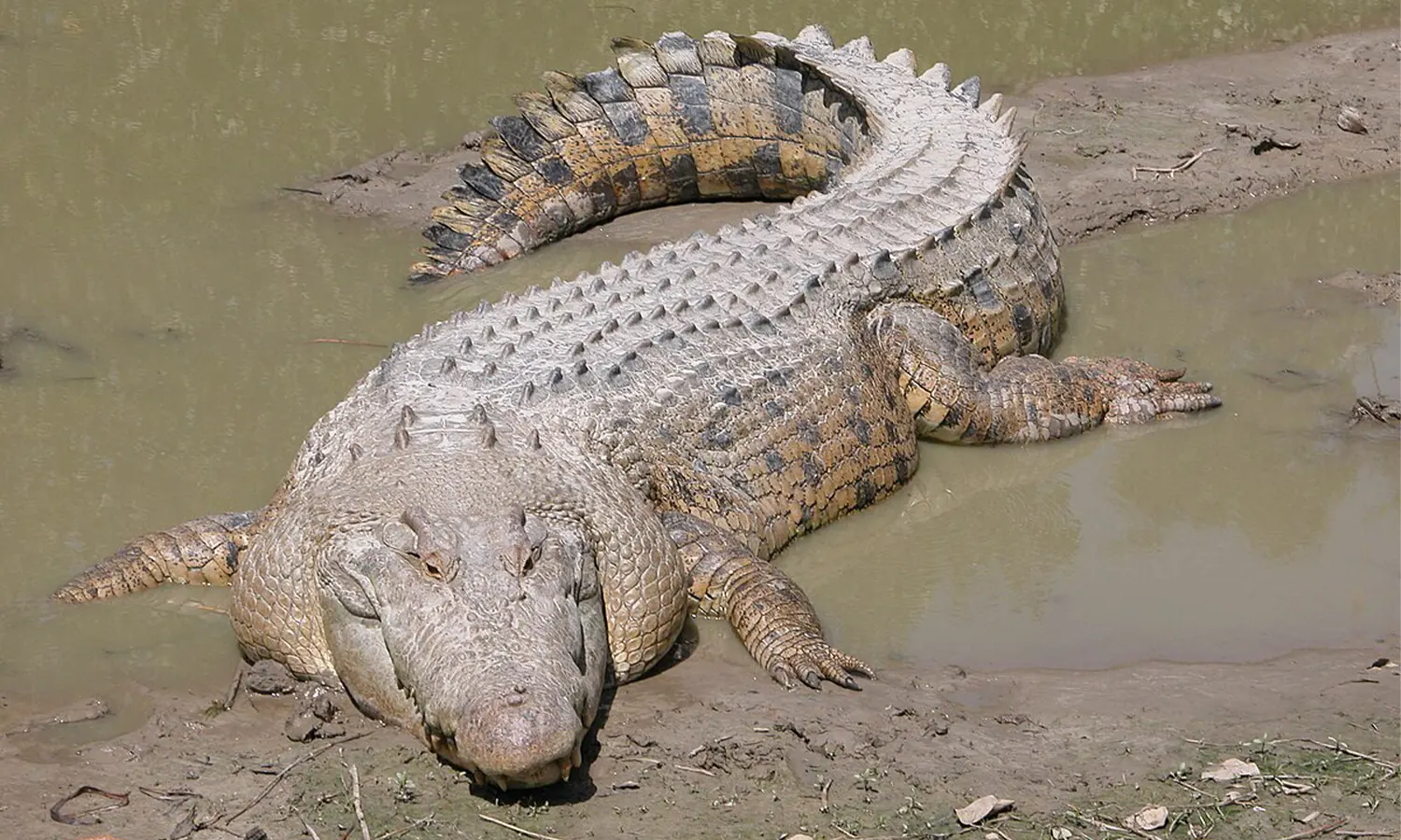 Mengenal Buaya Muara: Predator Sungai yang Menakjubkan