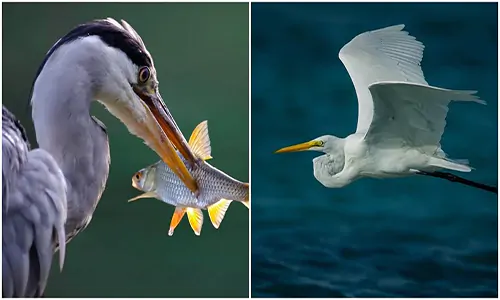  Perbedaan Burung Kuntul dan Bangau 